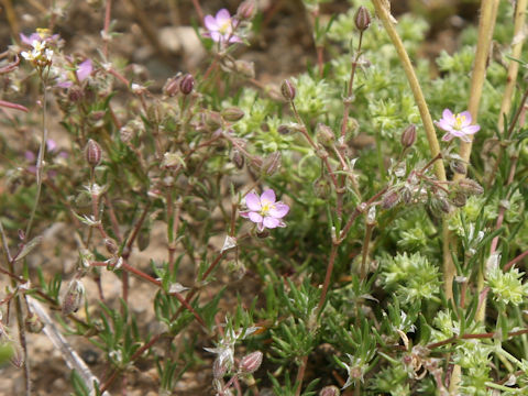 Spergularia rubra