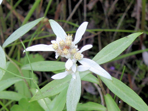 Leontopodium japonicum