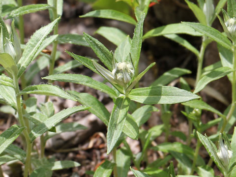 Leontopodium japonicum