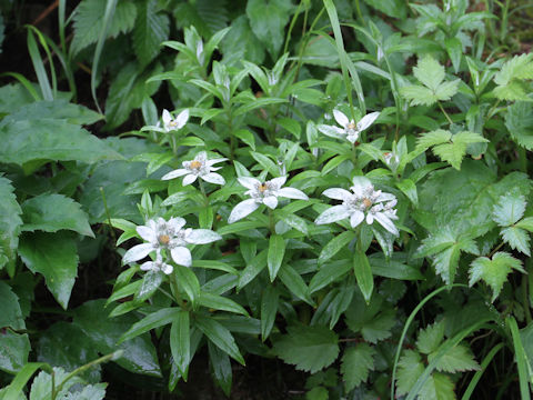 Leontopodium japonicum