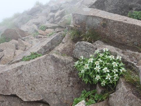 Leontopodium japonicum