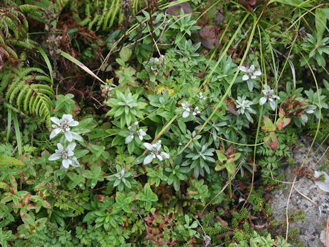 Leontopodium japonicum