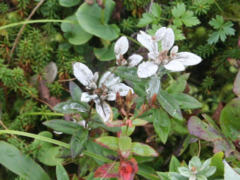 Leontopodium japonicum