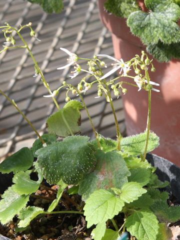 Saxifraga fortunei var. obtusocuneata