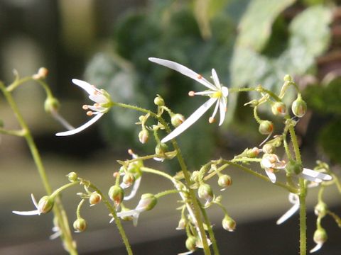 Saxifraga fortunei var. obtusocuneata