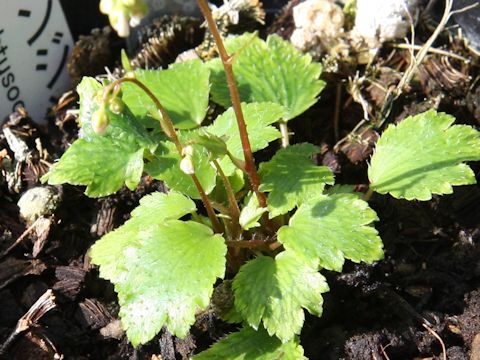 Saxifraga fortunei var. obtusocuneata