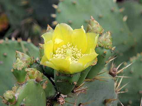 Opuntia sp.