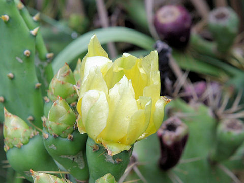 Opuntia sp.