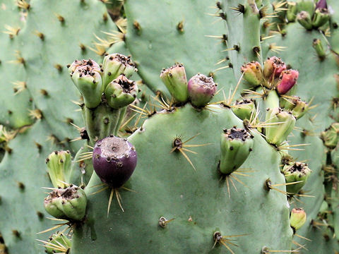 Opuntia sp.