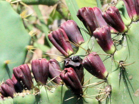 Opuntia sp.