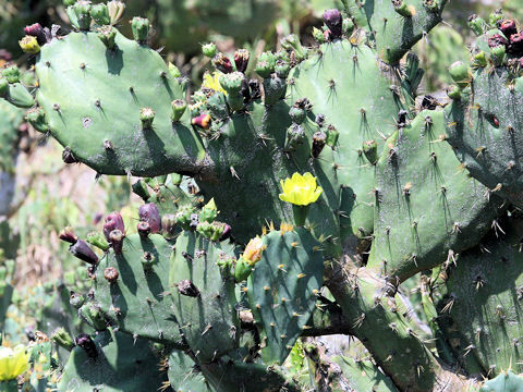 Opuntia sp.