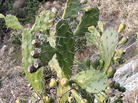 Opuntia sp.