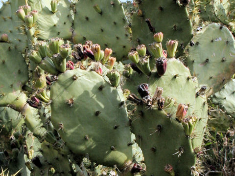 Opuntia sp.