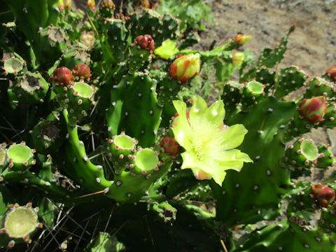 Opuntia sp.