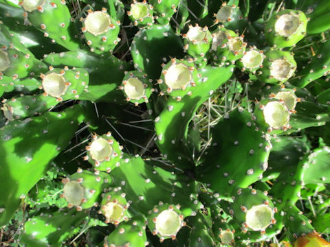 Opuntia sp.