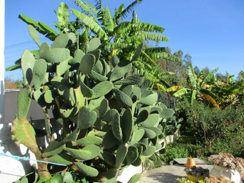 Opuntia sp.