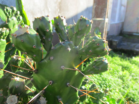 Opuntia sp.