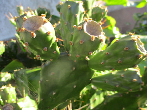 Opuntia sp.