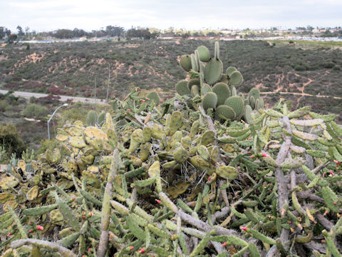 Opuntia sp.