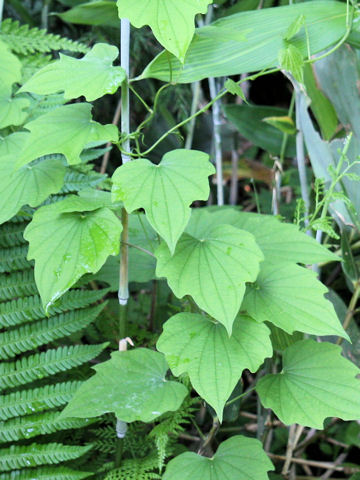 Dioscorea nipponica