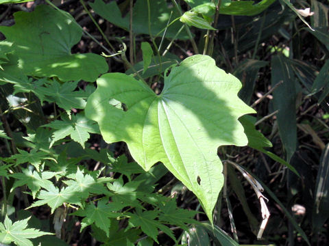 Dioscorea nipponica