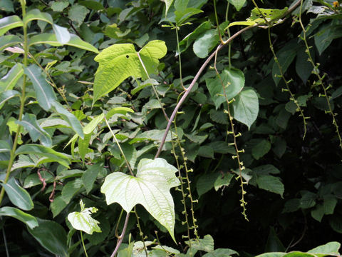 Dioscorea nipponica