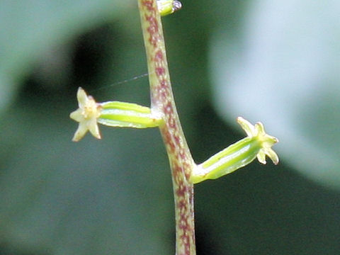 Dioscorea nipponica