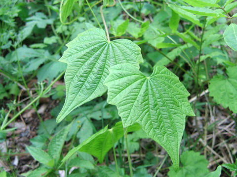 Dioscorea nipponica