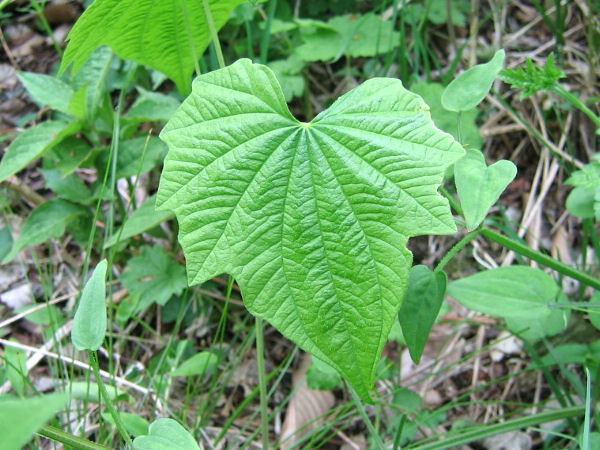 Dioscorea nipponica