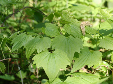 Dioscorea nipponica