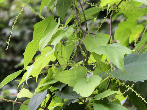 Dioscorea nipponica