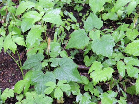 Dioscorea nipponica