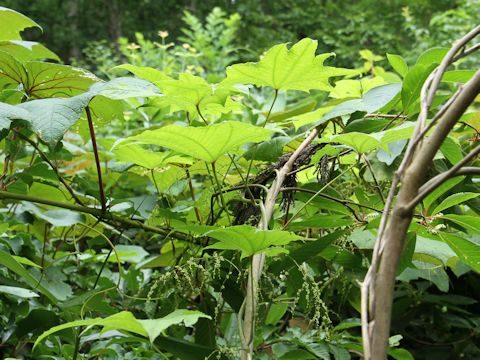 Dioscorea nipponica