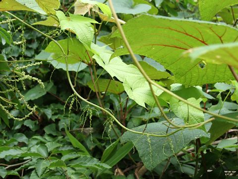 Dioscorea nipponica