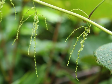 Dioscorea nipponica