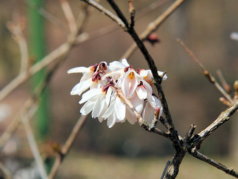 Abeliophyllum distichum