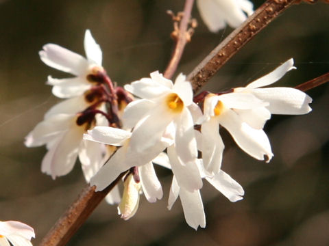 Abeliophyllum distichum