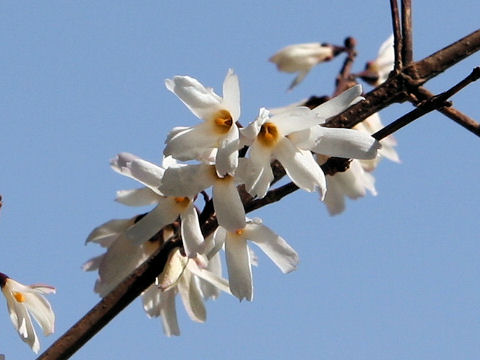 Abeliophyllum distichum