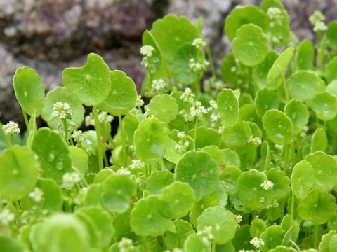 Hydrocotyle verticillata var. triradiata