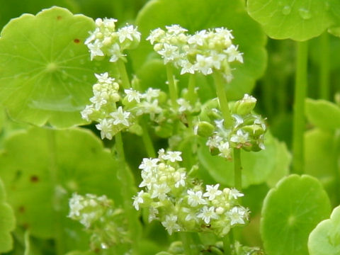 Hydrocotyle verticillata var. triradiata