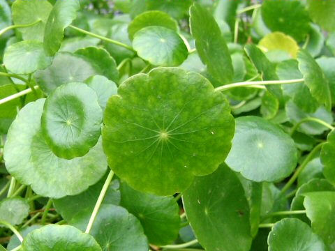 Hydrocotyle verticillata var. triradiata