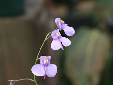 Utricularia nelumbifolia