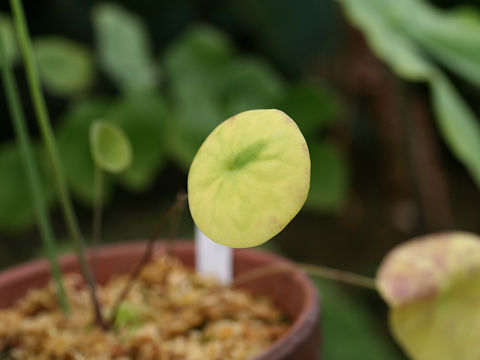 Utricularia nelumbifolia