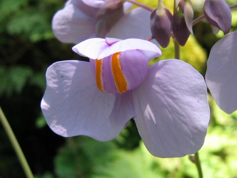 Utricularia reniformis