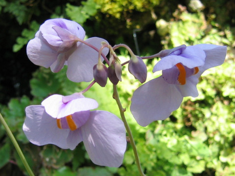 Utricularia reniformis