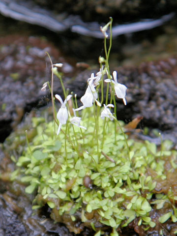 Utricularia sandersonii