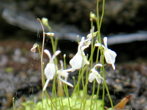 Utricularia sandersonii