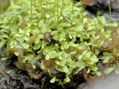 Utricularia sandersonii