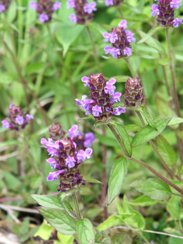 Prunella vulgaris ssp. asiatica