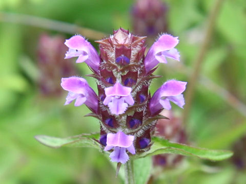 Prunella vulgaris ssp. asiatica